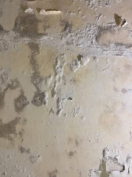 Professional Mold Removal in Lake Wylie, SC