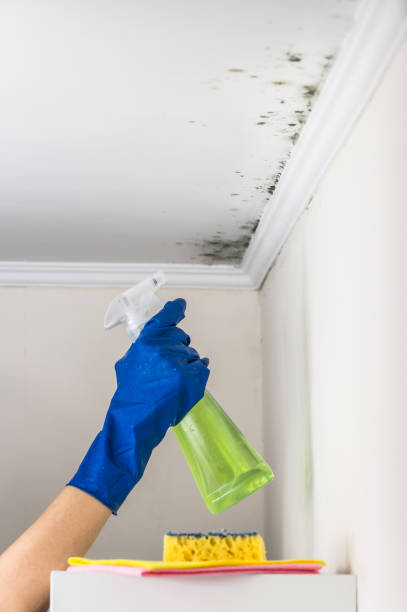 Best Mold Damage Repair  in Lake Wylie, SC